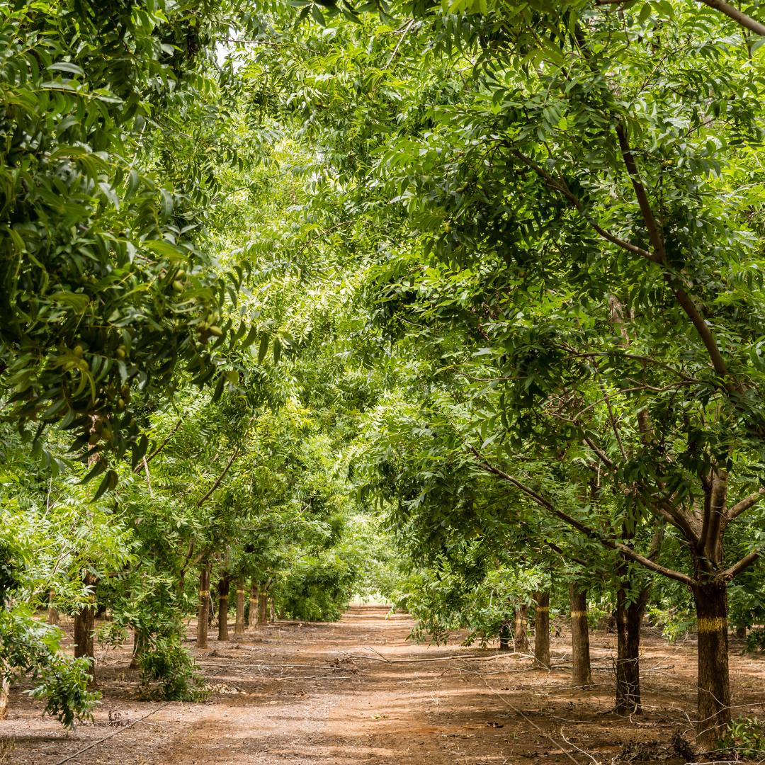 Sustainability & Farming Practices